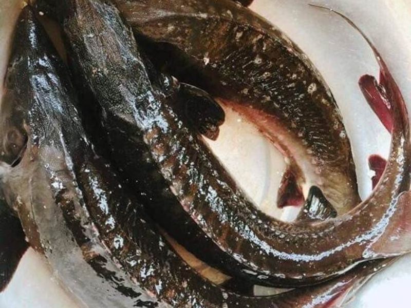 Giá cá Tầm Sapa